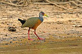 Grey-necked Wood-rail (Aramides cajanea), Pantanal, Mato Grosso, Brazil