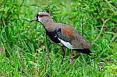 Southern Lapwing (Vanellus chilensis), Pantanal, Mato Grosso, Brazil