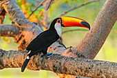 Toco Toucan (Ramphastos toco), Pantanal, Mato Grosso, Brazil