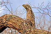 Great Potoo (Nyctibius grandis) camouflaged in tree, Pantanal, Mato Grosso, Brazil