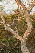 Great Potoo (Nyctibius grandis) camouflaged in tree, Pantanal, Mato Grosso, Brazil