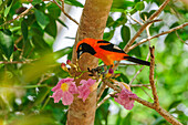 Orange-backed Troupial (Icterus croconotus) on Bignonia (Tabebuia sp) flowers, Pantanal, Mato Grosso, Brazil