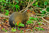 Azaras Agouti (Dasyprocta azarae), Pantanal, Mato Grosso, Brazil