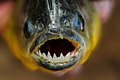 Red-bellied Piranha (Pygocentrus nattereri), Pantanal, Mato Grosso, Brazil