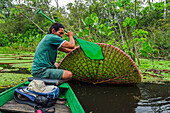 Amazon Water Lily (Victoria amazonica) pad raised by man in boat, Mamiraua Reserve, Amazon, Brazil