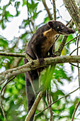 Coatimundi (Nasua nasua), Mamiraua Reserve, Amazon, Brazil
