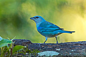 Azure-shouldered Tanager (Thraupis cyanoptera), Sao Paulo, Atlantic Forest, Brazil