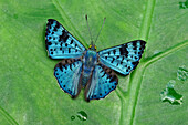 Metalmark (Lasaia agesilas) butterfly, Rio Claro Nature Reserve, Antioquia, Colombia