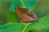 Nymphalid Butterfly (Zaretis itys) mimicking a leaf, Rio Claro Nature Reserve, Antioquia, Colombia
