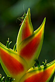 Katydid (Tettigoniidae) on Heliconia (Heliconia wagneriana), Rio Claro Nature Reserve, Antioquia, Colombia