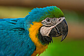 Blue and Yellow Macaw (Ara ararauna), Rio Claro Nature Reserve, Antioquia, Colombia