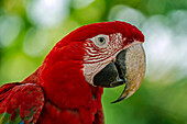 Red and Green Macaw (Ara chloroptera), Rio Claro Nature Reserve, Antioquia, Colombia