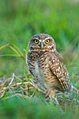 Burrowing Owl (Athene cunicularia), Los Llanos, Colombia