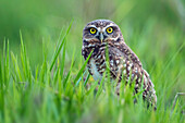 Burrowing Owl (Athene cunicularia), Los Llanos, Colombia