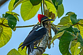 Lineated Woodpecker (Dryocopus lineatus) female, Los Llanos, Colombia