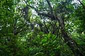 Tree with vines in rainforest, Tayrona National Natural Park, Colombia