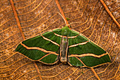 Looper Moth (Geometridae), Chicaque Natural Park, Colombia