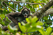 Variegated Spider Monkey (Ateles hybridus) in defensive display, Magdalena Valley, Colombia