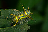 Cup Moth (Limacodidae) caterpillar, Magdalena Valley, Colombia