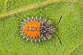 Stink Bug (Pentatomidae) larva, Guacharo Cave National Park, Colombia