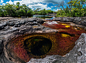 Riverweed (Macarenia clavigera) and giant's kettle in river, Cano Cristales, Sierra De La Macarena National Park, Meta, Colombia