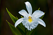 Orchid (Orchideae) flower, Sierra De La Macarena National Park, Meta, Colombia