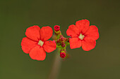 Buchnera (Buchnera rubriflora) flowers, Cano Cristales, Sierra De La Macarena National Park, Meta, Colombia