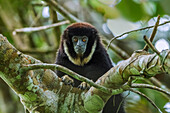 White-chested Titi (Callicebus lugens), Cano Cristales, Sierra De La Macarena National Park, Meta, Colombia