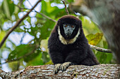 White-chested Titi (Callicebus lugens), Cano Cristales, Sierra De La Macarena National Park, Meta, Colombia