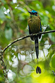 Andean Motmot (Momotus aequatorialis), Las Tangaras Bird Reserve, Colombia
