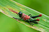 Grasshopper (Acrididae), Las Tangaras Bird Reserve, Colombia