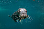 Grey Seal (Halichoerus grypus), Scotland