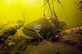 Wels (Silurus glanis) in root system, IJssel, Netherlands