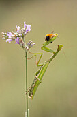 European Mantid (Mantis religiosa) with bee prey, France