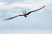 Magnificent Frigatebird (Fregata magnificens) male flying, Commewijne River, Suriname
