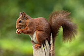 Eurasian Red Squirrel (Sciurus vulgaris) feeding, Utrecht, Netherlands