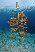 Coral nursery tree to re-grow coral reef, Bonaire, Caribbean