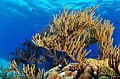 Coral (Plexaurella sp), Bonaire, Caribbean