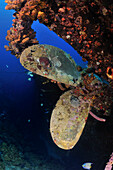 Marine animals covering propeller of Hilma Hooker shipwreck, Bonaire, Caribbean
