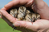 Common Redshank (Tringa totanus) chicks saved from mowing activities, Hei-en Boeicop, Netherlands