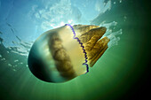 Barrel Jellyfish (Rhizostoma pulmo), Ouddorp, Netherlands