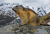 Alpine Marmot (Marmota marmota) in mountains, Hohe Tauern, Austria