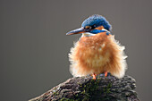 Common Kingfisher (Alcedo atthis) with fluffed feathers for warmth, Hof van Twente, Netherlands