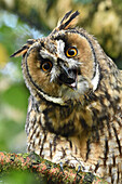Long-eared Owl (Asio otus) regurgitating pellet, Leeuwarden, Netherlands