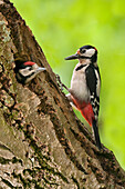 Great Spotted Woodpecker (Dendrocopos major) parent near chick in nest cavity, Gytsjerk, Netherlands