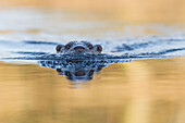 European River Otter (Lutra lutra) swimming, Flevoland, Netherlands