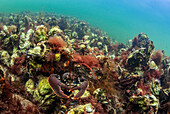 European Lobster (Homarus gammarus) on oysterbed, Netherlands