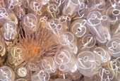 Light Bulb Sea Squirt (Clavelina lepadiformis) group and Frilled Sea Anemone (Metridium sp), Burghsluis, Netherlands