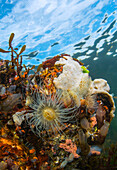 Snakelocks Anemone (Anemonia viridis), sea squirts, and seaweed, Dreischor, Netherlands