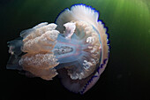 Barrel Jellyfish (Rhizostoma pulmo), Dreischor, Netherlands